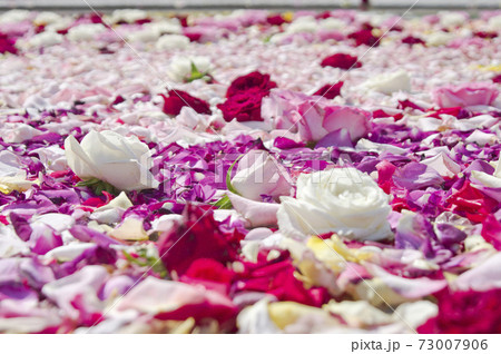 赤色白色ピンク色の薔薇の花が水に浮いています。 73007906