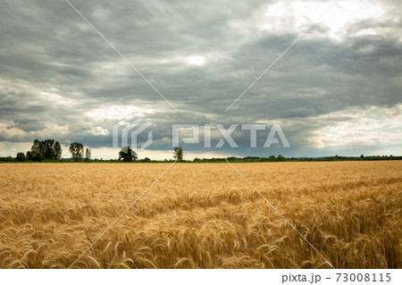 Triticale field and gray clouds on the sky 73008115