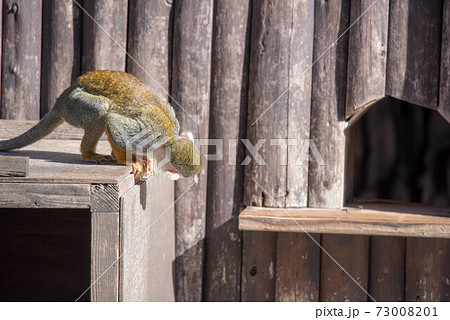 表情豊か　リスザル 73008201