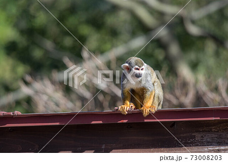 表情豊か　リスザル 73008203