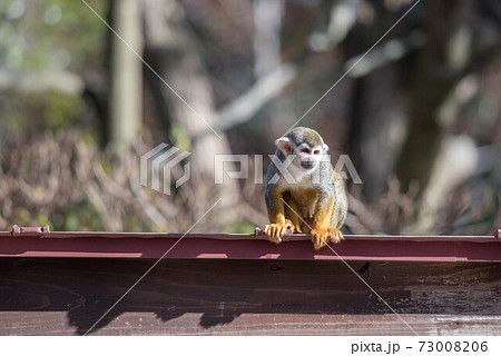 表情豊か　リスザル 73008206