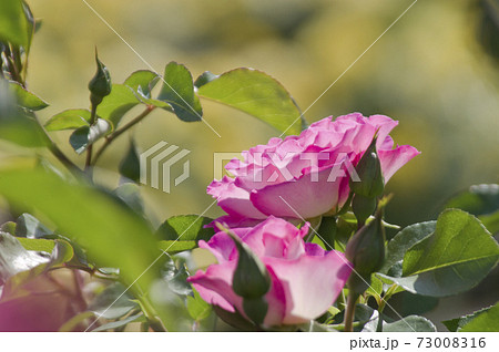 公式 バラ 薔薇 ピンク色々 限定製作 Www Ijqr Net