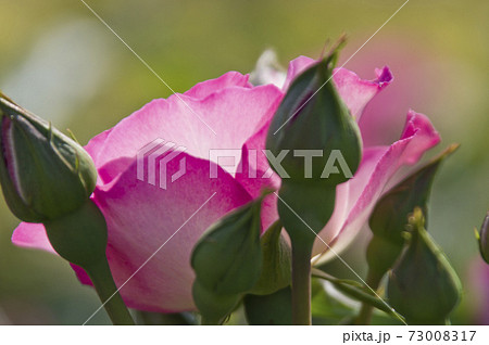 薔薇園にピンク色と白色の薔薇の花が咲いています。このバラの名前はボルデュール・ローズです。 薔薇園にピンク色と白色の薔薇の花が咲いています。このバラの名前はボルデュール・ローズです。 73008317