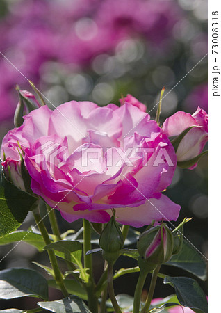 薔薇園にピンク色と白色の薔薇の花が咲いています。このバラの名前はボルデュール・ローズです。 薔薇園にピンク色と白色の薔薇の花が咲いています。このバラの名前はボルデュール・ローズです。 73008318