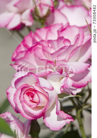 薔薇園にピンク色と白色の薔薇の花が咲いています このバラの名前はニコルです の写真素材