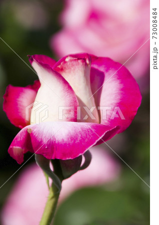 薔薇園にピンク色と白色の薔薇の花が咲いています このバラの名前はニコルです の写真素材