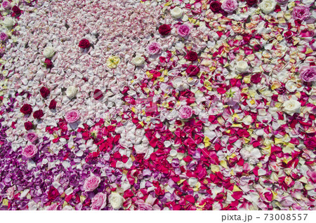 赤色白色ピンク色の薔薇の花薔薇の花びらが水に浮いています。 73008557