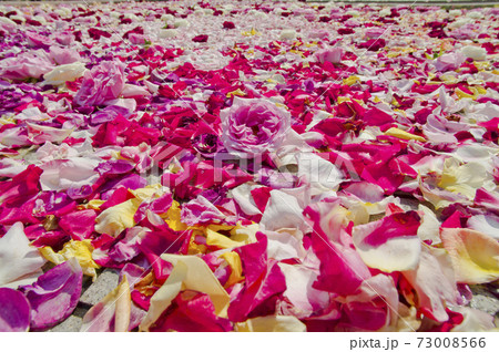 赤色白色ピンク色の薔薇の花薔薇の花びらが水に浮いています の写真素材