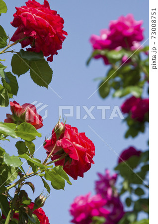 薔薇園に赤い薔薇の花が咲いています このバラの名前はプリンセス ミチコです の写真素材