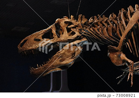 ティラノサウルスの化石 ティラノサウルスの化石 73008921