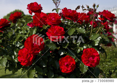 薔薇園に赤いバラの花が咲いています。このバラの名前はトランぺッターです。の写真素材 [73008980] - PIXTA