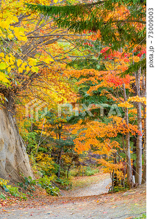 札幌　北海道　紅葉　黄色　赤色　道 73009003
