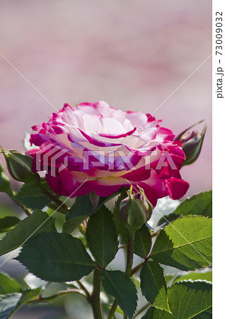 薔薇園にピンク色と白色の薔薇の花が咲いています。このバラの名前はデスティニィです。 薔薇園にピンク色と白色の薔薇の花が咲いています。このバラの名前はデスティニィです。 73009032