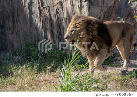 王者の風格 73009067