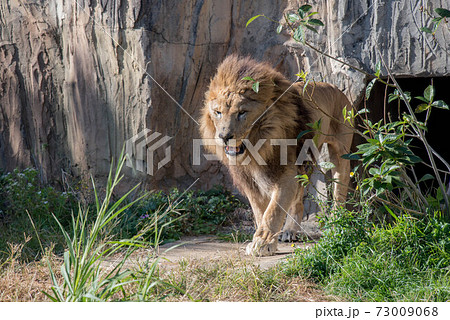 王者の風格 王者の風格 73009068