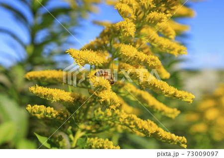 セイタカアワダチソウの花粉を集めるセイヨウミツバチの写真素材
