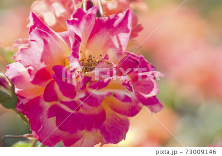 薔薇園に赤色や黄色のバラの花が咲いています。このバラの名前はスブニール・ド・アンネ・フランクです。 73009146