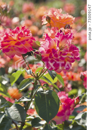 薔薇園に赤色や黄色のバラの花が咲いています。このバラの名前はスブニール・ド・アンネ・フランクです。 73009147