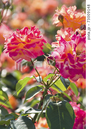 薔薇園に赤色や黄色のバラの花が咲いています。このバラの名前はスブニール・ド・アンネ・フランクです。 73009148