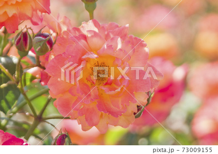 薔薇園に赤色や黄色のバラの花が咲いています。このバラの名前はスブニール・ド・アンネ・フランクです。 73009155