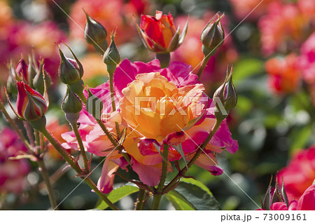 薔薇園に赤色や黄色のバラの花が咲いています。このバラの名前はスブニール・ド・アンネ・フランクです。 73009161