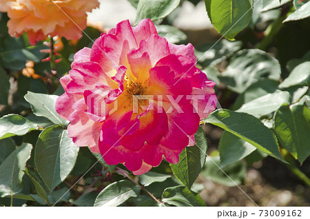 薔薇園に赤色や黄色のバラの花が咲いています。このバラの名前はスブニール・ド・アンネ・フランクです。 73009162