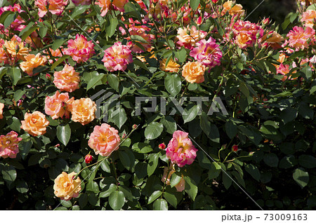 薔薇園に赤色や黄色のバラの花が咲いています。このバラの名前はスブニール・ド・アンネ・フランクです。 73009163