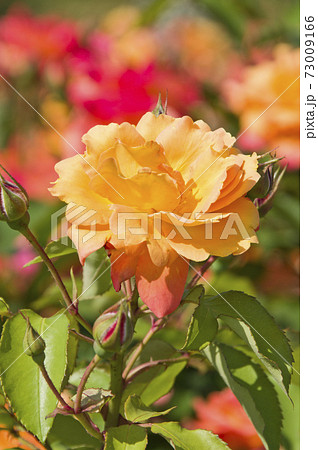 薔薇園に赤色や黄色のバラの花が咲いています。このバラの名前はスブニール・ド・アンネ・フランクです。 薔薇園に赤色や黄色のバラの花が咲いています。このバラの名前はスブニール・ド・アンネ・フランクです。 73009166