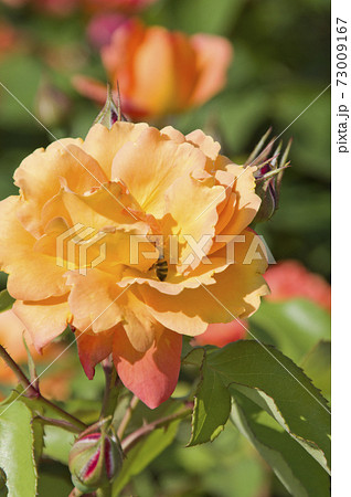 薔薇園に赤色や黄色のバラの花が咲いています。このバラの名前はスブニール・ド・アンネ・フランクです。 73009167