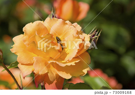 薔薇園に赤色や黄色のバラの花が咲いています。このバラの名前はスブニール・ド・アンネ・フランクです。 73009168