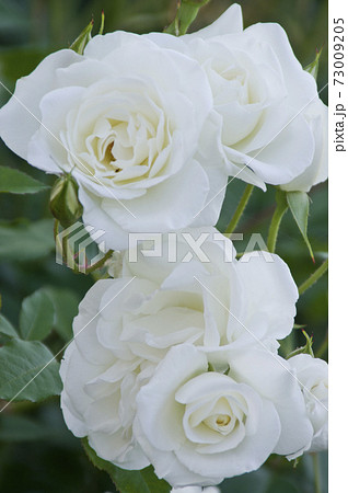 薔薇園に白色のバラの花が咲いています このバラの名前はアイスバーグ シュネーヴィッチェン です の写真素材