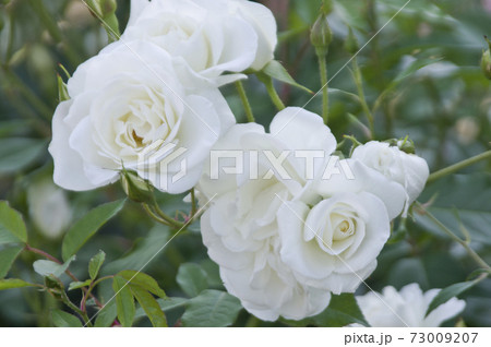 薔薇園に白色のバラの花が咲いています。このバラの名前はアイスバーグ（シュネーヴィッチェン）です。 73009207