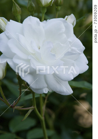 薔薇園に白色のバラの花が咲いています。このバラの名前はアイスバーグ（シュネーヴィッチェン）です。 73009209