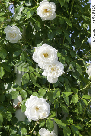 薔薇園に白色のバラの花が咲いています。このバラの名前はアイスバーグ（シュネーヴィッチェン）です。 73009210