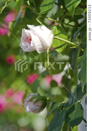 薔薇園に白色のバラの花が咲いています。このバラの名前はアイスバーグ(シュネーヴィッチェン)です。 薔薇園に白色のバラの花が咲いています。このバラの名前はアイスバーグ(シュネーヴィッチェン)です。 73009213