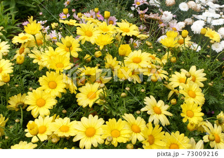 オステオスペルマム 73009216