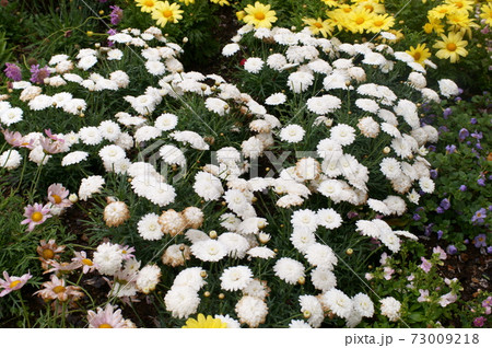 オステオスペルマム 73009218