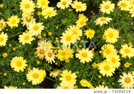 オステオスペルマム 73009219