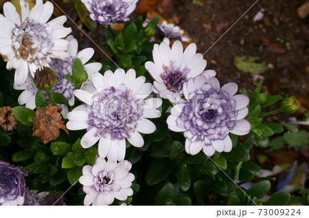 オステオスペルマム 73009224