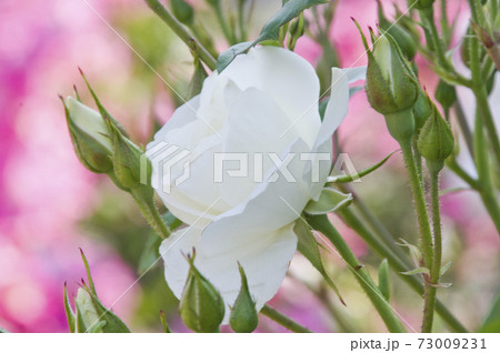 薔薇園に白色のバラの花が咲いています。このバラの名前はアイスバーグ（シュネーヴィッチェン）です。 73009231