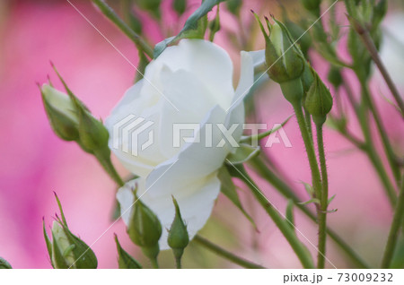 薔薇園に白色のバラの花が咲いています。このバラの名前はアイスバーグ（シュネーヴィッチェン）です。 73009232