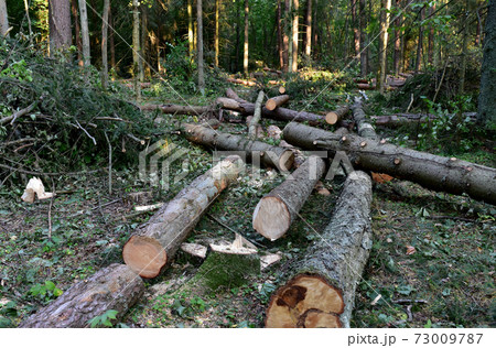 Felled trees in forest. Deforestation and Illegal Logging, international trade in illegal timber.  73009787
