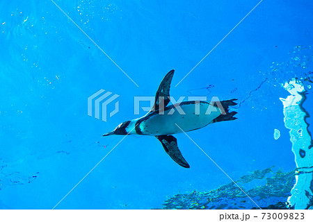 ペンギンスイミング 73009823