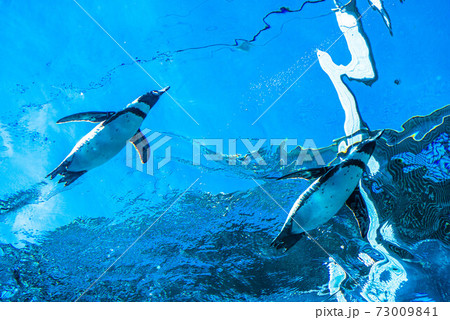 ペンギンスイミング ペンギンスイミング 73009841