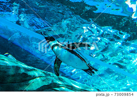 ペンギンスイミング ペンギンスイミング 73009854