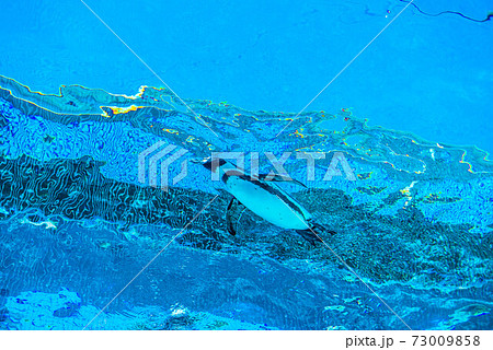 ペンギンスイミング 73009858