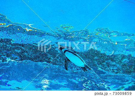 ペンギンスイミング 73009859