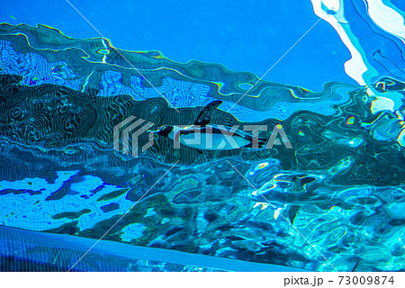 ペンギンスイミング 73009874