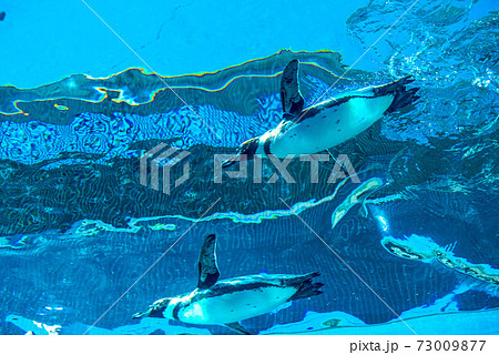 ペンギンスイミング 73009877