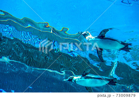 ペンギンスイミング ペンギンスイミング 73009879